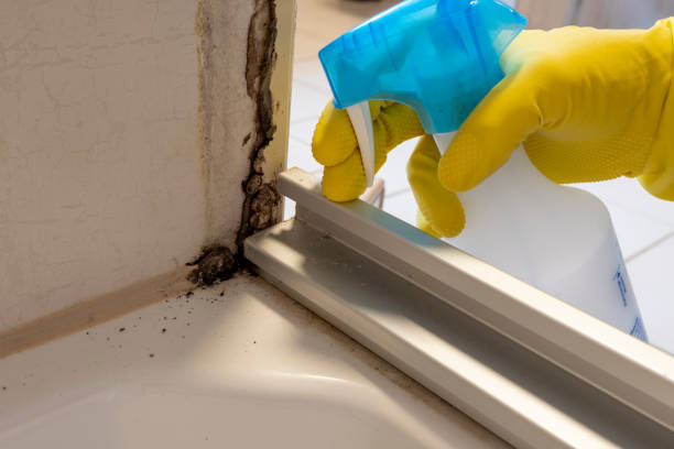 Best Mold Damage Repair  in , GA