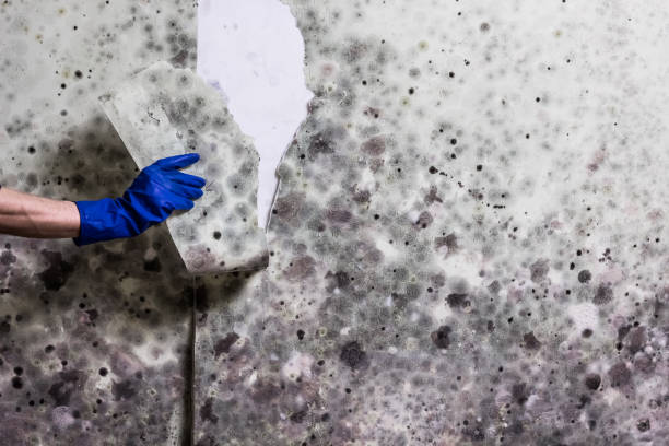 Best Residential Mold Removal  in , GA