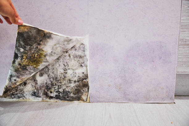Best Local Mold Removal Service  in , GA